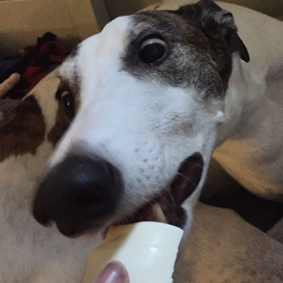 Meet your Posher, Nyky - Picture 4 of 6